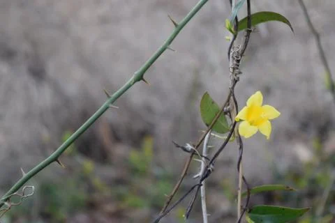 Single Yellow Flower Фото