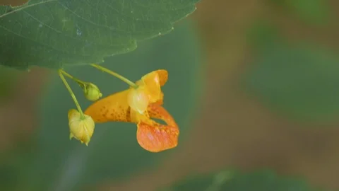 Single Yellow Flower Under Leaf Soft Focus 库存影片 128148074