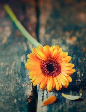 Single yellow gerbera daisy Stock Photos