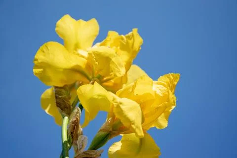 A single yellow iris flower stem with three blooms against a white background Stock Photos
