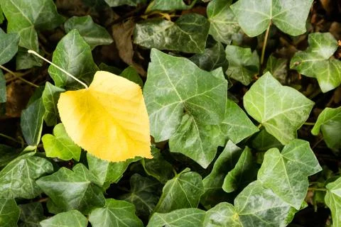 Single yellow leaf among green leaves Stock Photos
