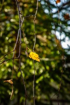 A single yellow leaf of birch on the background of green branches. Stock Photos