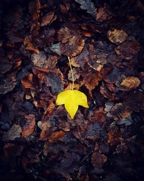 Single yellow leaf on brown decaying leaves in the Autumn Stock Photos
