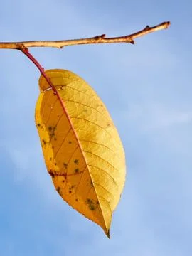 Single yellow leaf of cherry tree Stock Photos