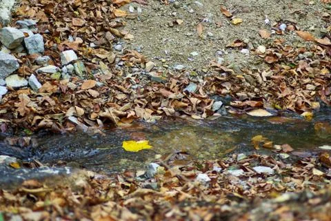 Single yellow leaf floats down Autumn stream lined with dead leaves Stock Photos