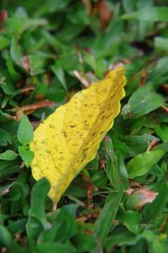 Single Yellow Leaf on Green Grass with Natural Bokeh Background Stock Photos