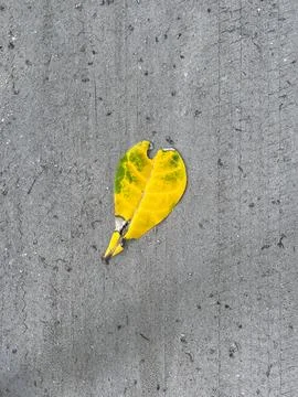 Single yellow leaf on the ground Stock Photos