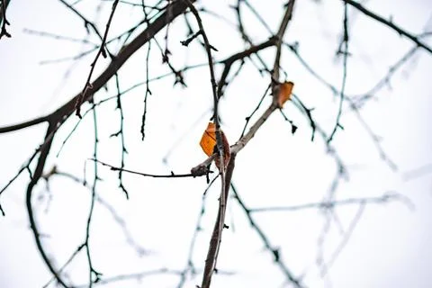 A single yellow leaf hanging on a tree. opal leaves Stock Photos