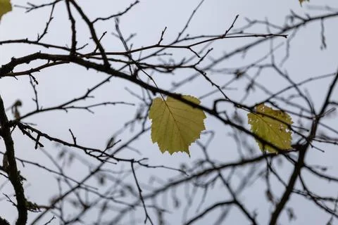 Single yellow leaf hangs from bare branches Stock Photos