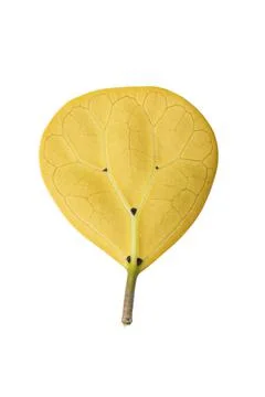 Single yellow leaf isolated on white Stock Photos