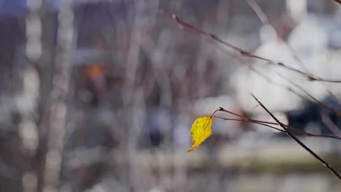 Single yellow leaf left on tree or bush during autumn or winter season Stock Footage 319066541