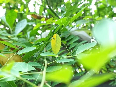 A single yellow leaf Stock Photos