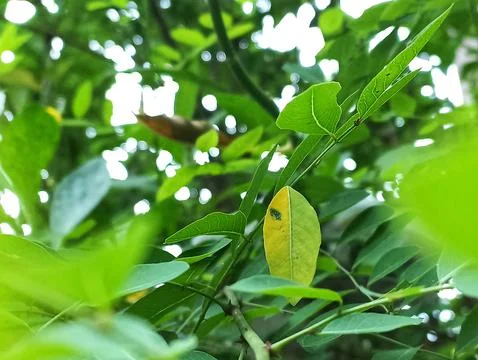 A single yellow leaf Stock Photos