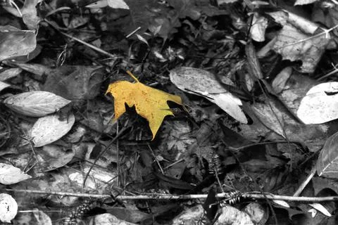 A single yellow leaf in a river. The background is black and white creating.. Stock Photos