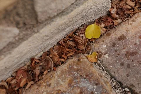 Single yellow leaf standing out from the crowd in Vysehrad Prague Stock Photos