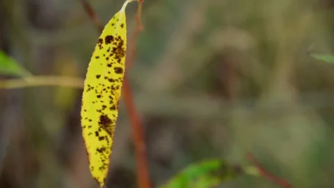 Single yellow leaf on tree in focus Stock Footage 318452358