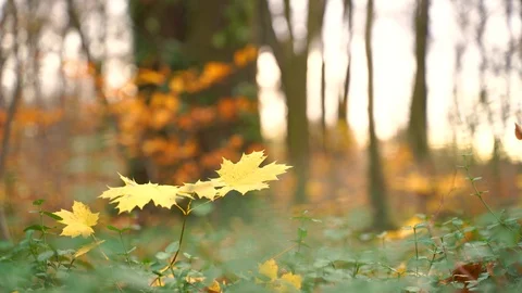 Single yellow leave in forest during the autumn, Berlin, Germany. Stock Footage 127217862