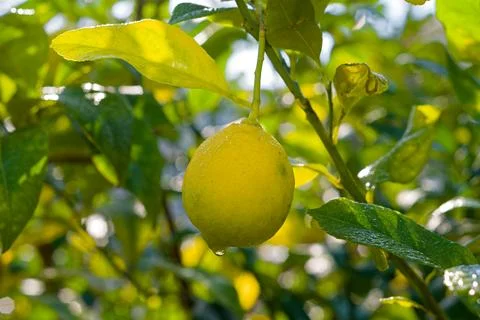 Single yellow lemon growing on a citrus tree in Japan Stock Photos
