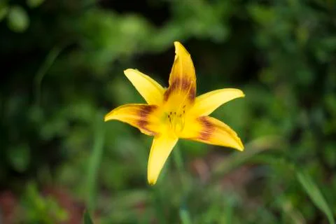 Single yellow Lily Stock Photos