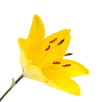 A single yellow lily Stock Photos
