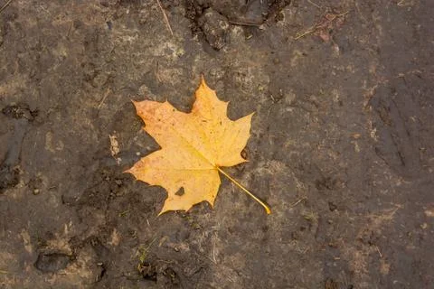 Single yellow maple autumn leaf on ground Stock Photos