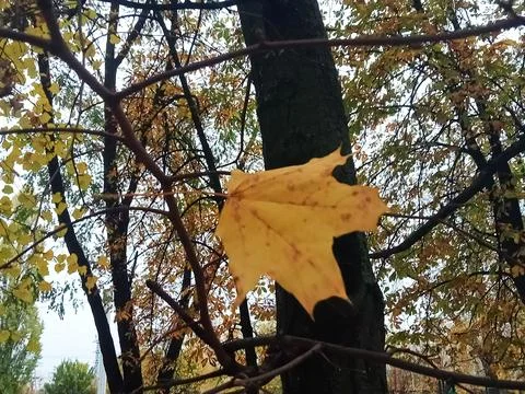 Single yellow maple leaf on branch in autumn forest Stock Photos