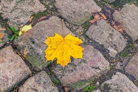 Single Yellow Maple Leaf on Cobblestone Road Stock Photos