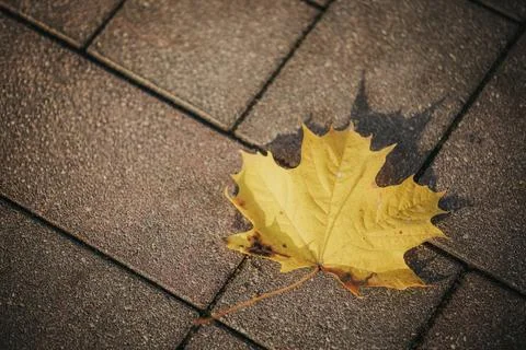 Single yellow maple leaf with curled edges resting on textured brown asphal.. Stock Photos