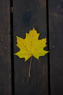 Single Yellow Maple Leaf On Dark Wooden Background Stock Photos