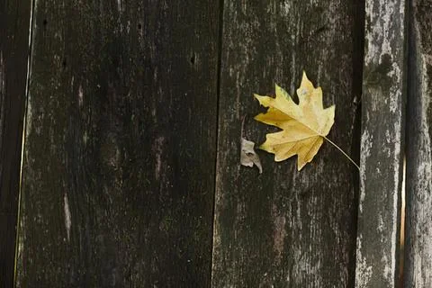 Single yellow maple leaf on dark wooden wall surface Stock Photos