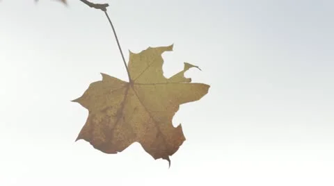 Single yellow maple leaf Stock Footage