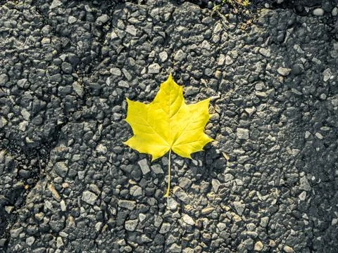 Single yellow maple leaf on the ground - great for a wallpaper Stock Photos