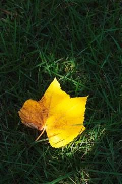 Single Yellow Maple Leaf On Ground In Autumn Forest Scene Foto stock