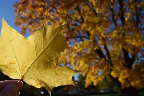 Single Yellow Maple Leaf Held Up with Golden Tree in Background Stock Photos