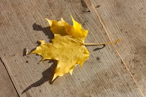 Single yellow maple leaf lies on the wooden surface on a sunny day Stock Photos