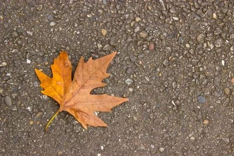 Single yellow maple leaf lies on the ground. the dry leaves Stock Photos