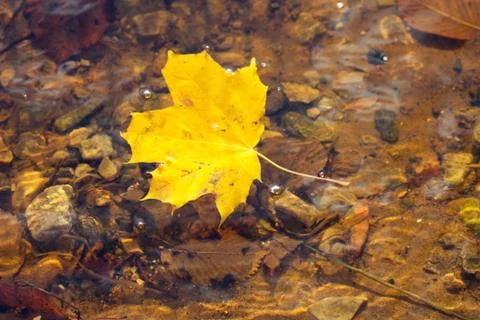 Single yellow maple leaf lies on the ground Stock Photos
