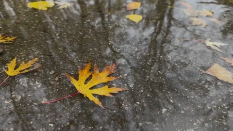 Single yellow maple leaf lying on wet asphalt in puddle of reflecting tree 動画素材 321832527