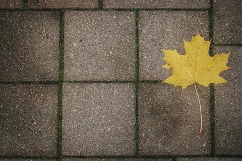 Single yellow maple leaf resting on weathered rectangular paving stones wit.. Stock Photos