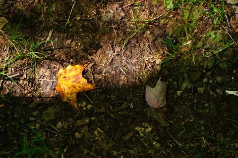 A single yellow maple leaf rests on the forest floor beside a single 写真素材