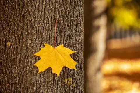 Single yellow maple leaf on a tree trunk in autumn with a blurred background Stock Photos