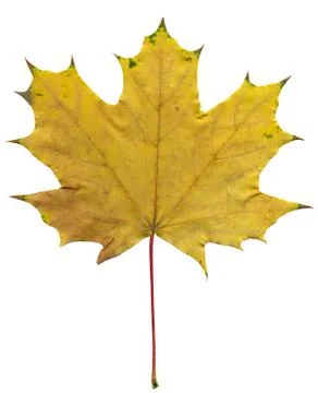 Single yellow maple leaf on white background Foto stock