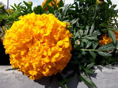 Single yellow marigold close up Foto stock