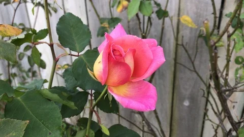 A single yellow pink rose shaking in the heavy wind Stock Footage 109440616