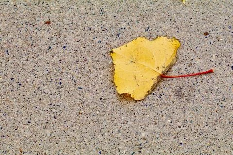 Single yellow poplar type leaf on cement Foto stock