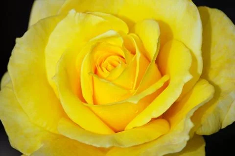Single yellow rose Stock Photos