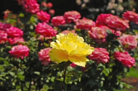 Single yellow rose Foto stock