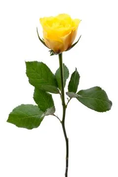 Single yellow rose Stock Photos