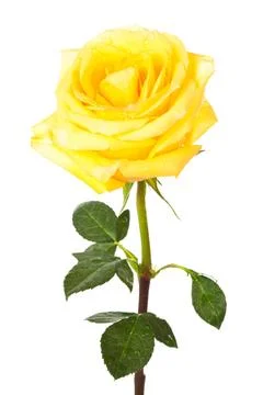Single yellow rose Stock Photos