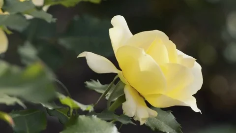 Single yellow rose swinging in wind, close up Stock Footage 75360969